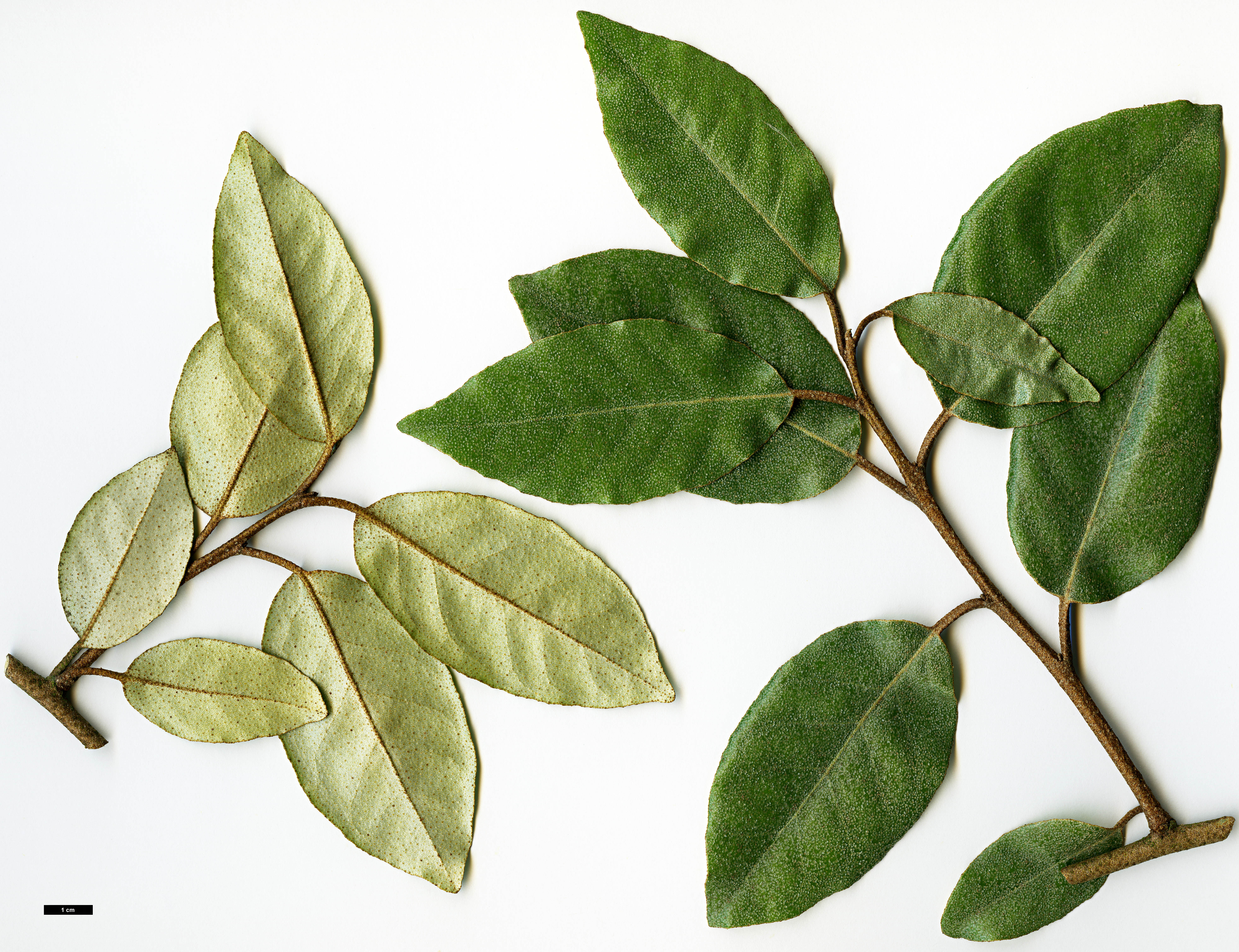 High resolution image: Family: Elaeagnaceae - Genus: Elaeagnus - Taxon: ×ebbingei (E.macrophylla × E.pungens)